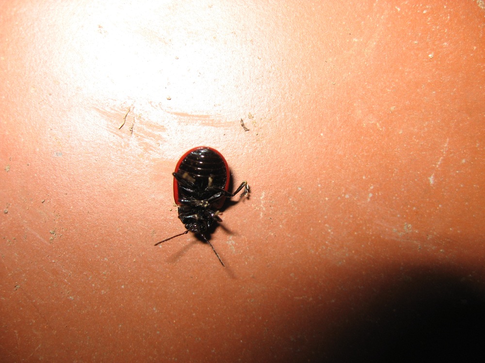 Chrysolina grossa o lucida? C. lutea